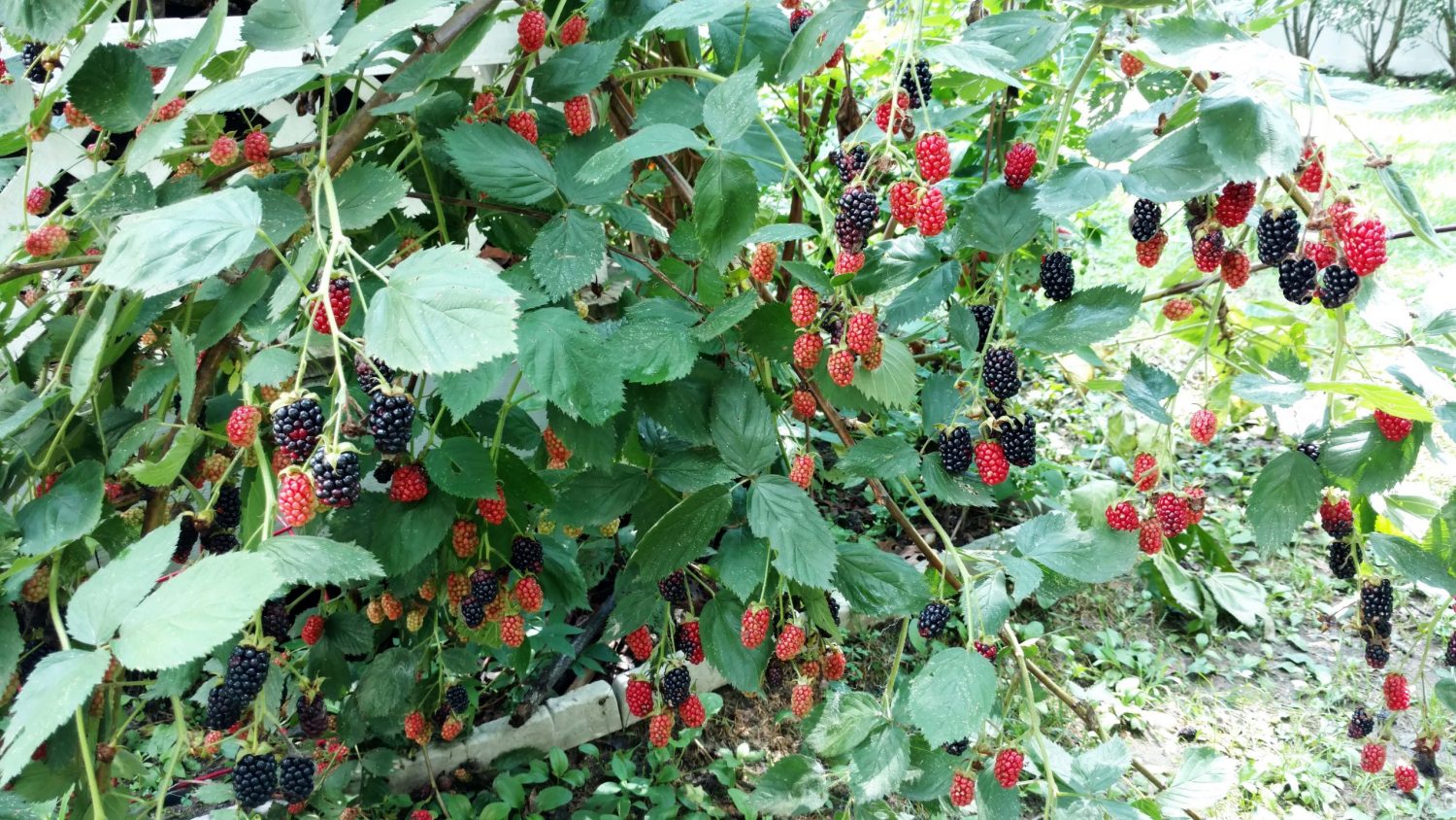 Surprisingly Easy to Grow Blackberries That Wasn't Chocolate
